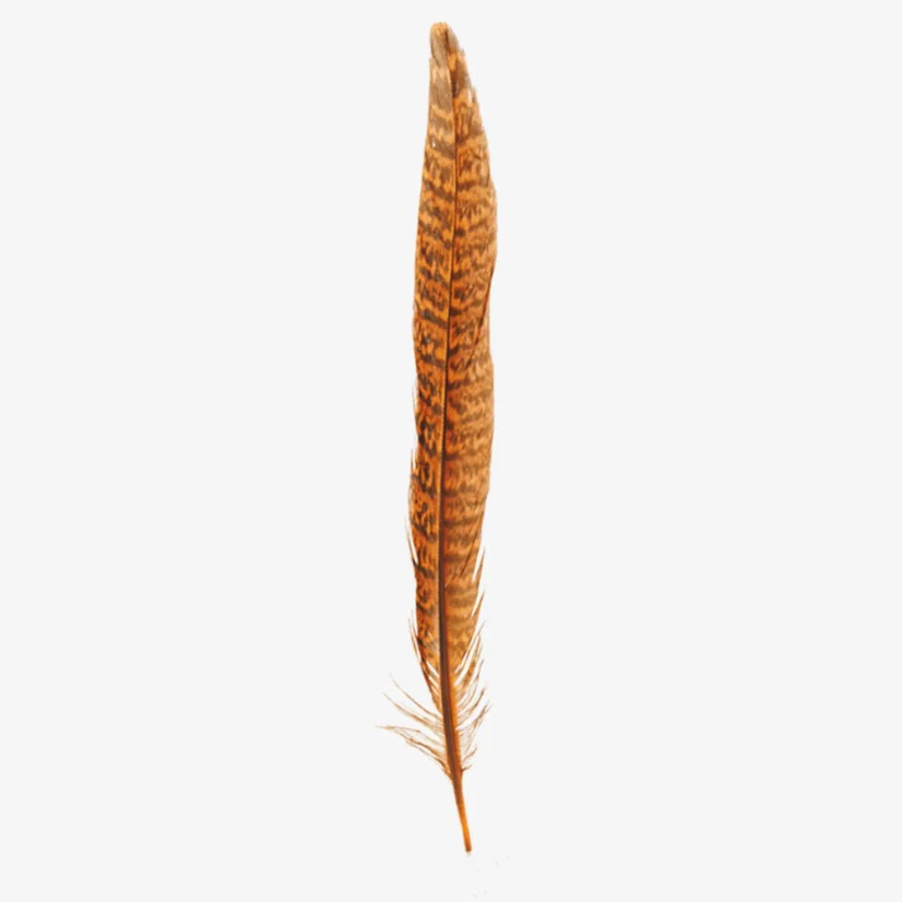 American Hat Makers Ringneck | Hat Feather