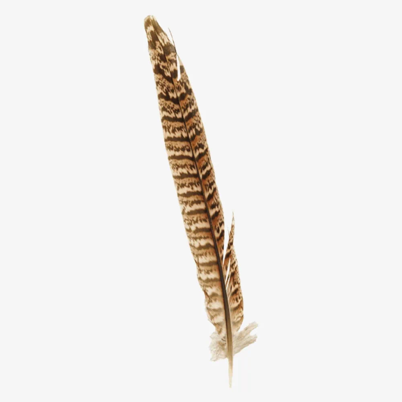American Hat Makers Ringneck | Hat Feather