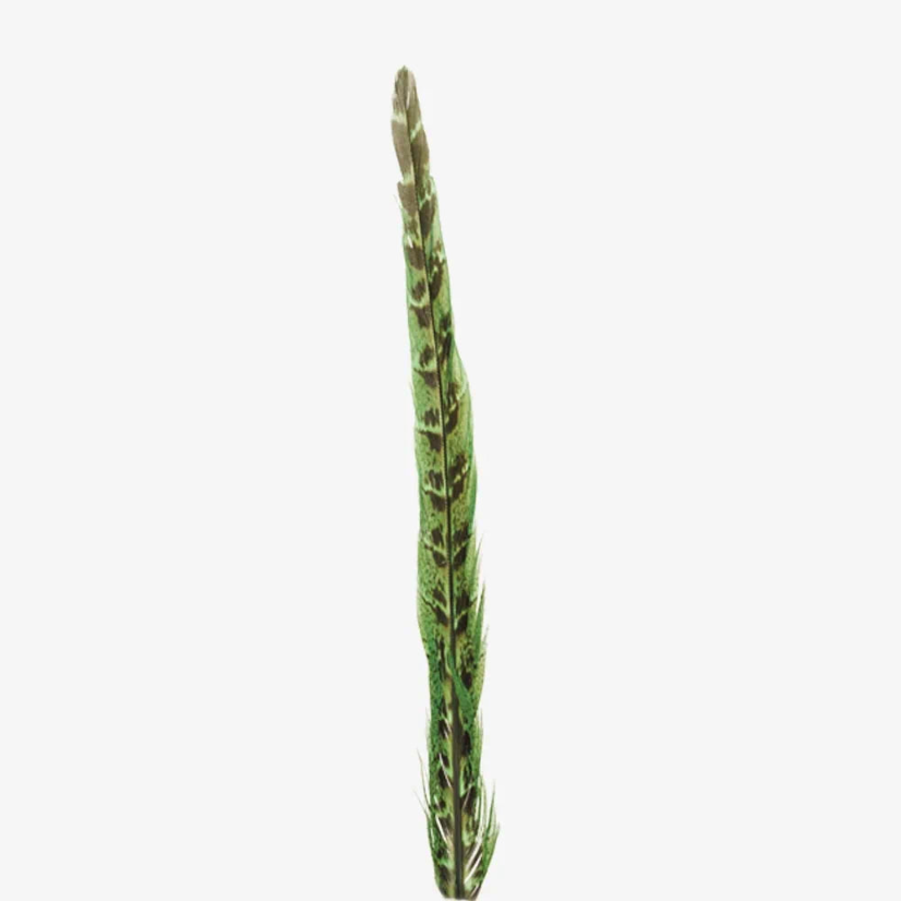 American Hat Makers Ringneck | Hat Feather